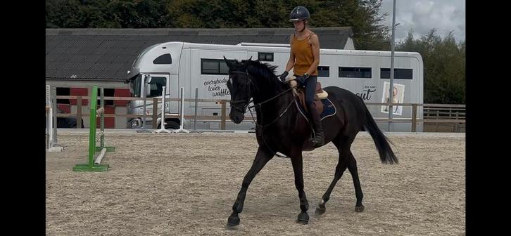 Hele knappe zwarte ruin, Dieren en Toebehoren, Paarden
