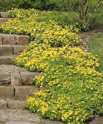 Waldsteinia ternata, goudaardbei, bodembedekker  beschikbaar voor biedingen
