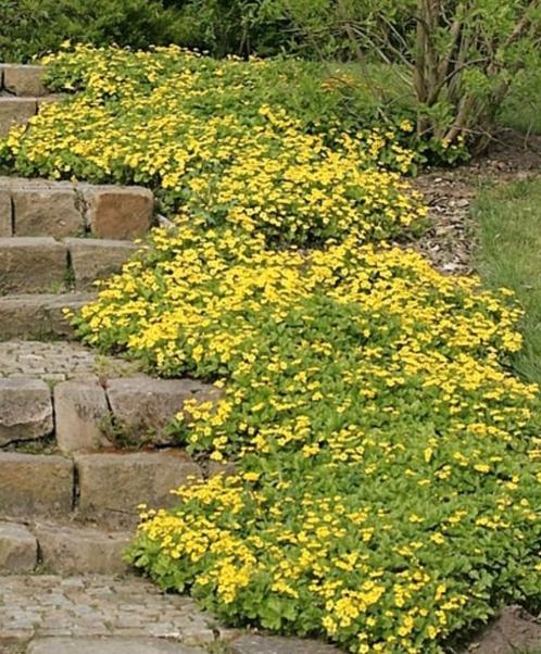 Waldsteinia ternata, goudaardbei, bodembedekker, Tuin en Terras, Planten | Tuinplanten, Vaste plant, Bodembedekkers, Lente, Ophalen