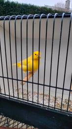 Geel schimmel kanarie, Mâle, Canari de couleur