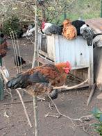 Jonge haantjes te koop, Dieren en Toebehoren, Mannelijk, Kip