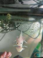 Axolotls, Dieren en Toebehoren