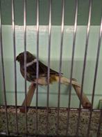 Gloster kanaries, Dieren en Toebehoren, Vogels | Kanaries, Meerdere dieren, Postuurkanarie