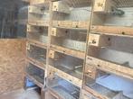 20 Kweekkooien tekoop 10€ het stuk, Dieren en Toebehoren, Vogels | Parkieten en Papegaaien