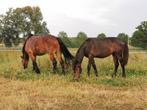 Verzorgpaard aangeboden, Dieren en Toebehoren, Paarden, Ruin, Niet van toepassing