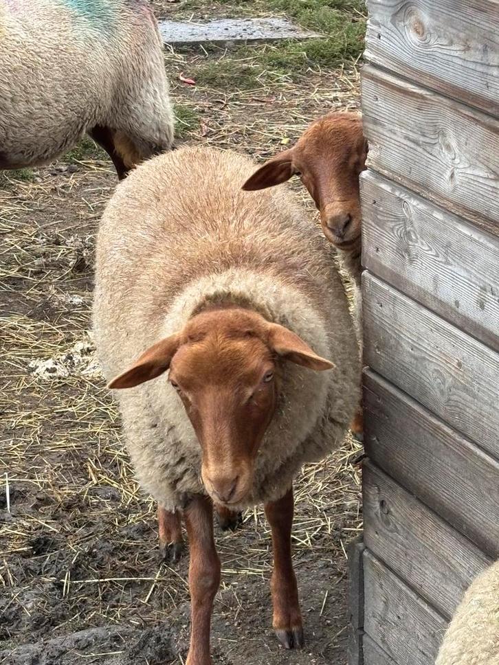 Ardense Voskop, Dieren en Toebehoren, Schapen, Geiten en Varkens, Varken, Vrouwelijk, 0 tot 2 jaar