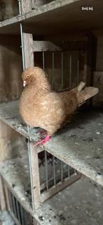 Engelse modena, Dieren en Toebehoren, Vogels | Duiven