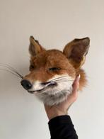Sleeping Red fox head mount taxidermy, Verzamelen, Ophalen of Verzenden, Zo goed als nieuw