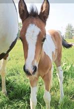 Super mooi Valk bont BRP merrie, Dieren en Toebehoren, Merrie, Gechipt, Niet van toepassing, Springpony