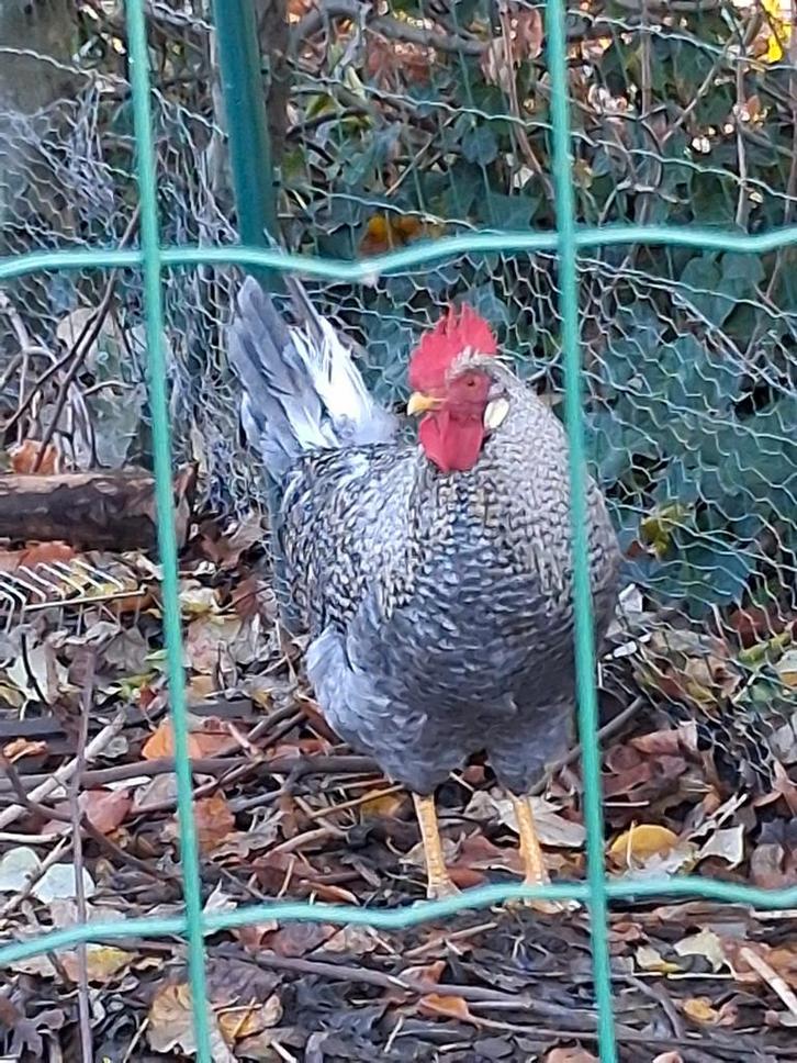 Lieve haan (en eventueel hen), Dieren en Toebehoren, Pluimvee