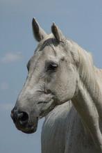 Weidemaatje, Dieren en Toebehoren, Stalling en Weidegang, Weidegang, 1 paard of pony