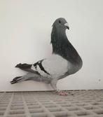 Duif Jiennense, Dieren en Toebehoren