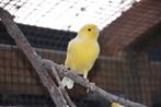 jonge kanaries ( gele) 2025 met vaste jaarring, Dieren en Toebehoren, Vogels | Kanaries, Mannelijk, Zangkanarie