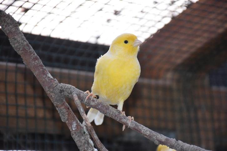 jonge kanaries ( gele) 2025 met vaste jaarring, Dieren en Toebehoren, Vogels | Kanaries, Zangkanarie, Mannelijk