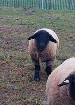 Suffolk dekram, Dieren en Toebehoren