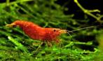 Vuurgarnaal Neocardina Red, Dieren en Toebehoren, Kreeft, Krab of Garnaal, Zoetwatervis