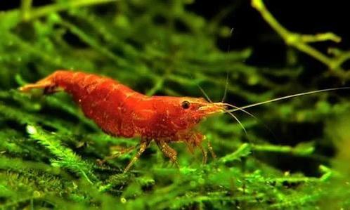Vuurgarnaal Neocardina Red, Dieren en Toebehoren, Vissen | Aquariumvissen, Zoetwatervis, Kreeft, Krab of Garnaal