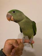 Super Tamme Grote Alexander, Dieren en Toebehoren, Papegaai, Geringd