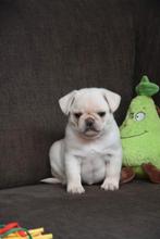 Leuke Mopshond pupjes, Dieren en Toebehoren, België, Overige rassen, CDV (hondenziekte), 8 tot 15 weken