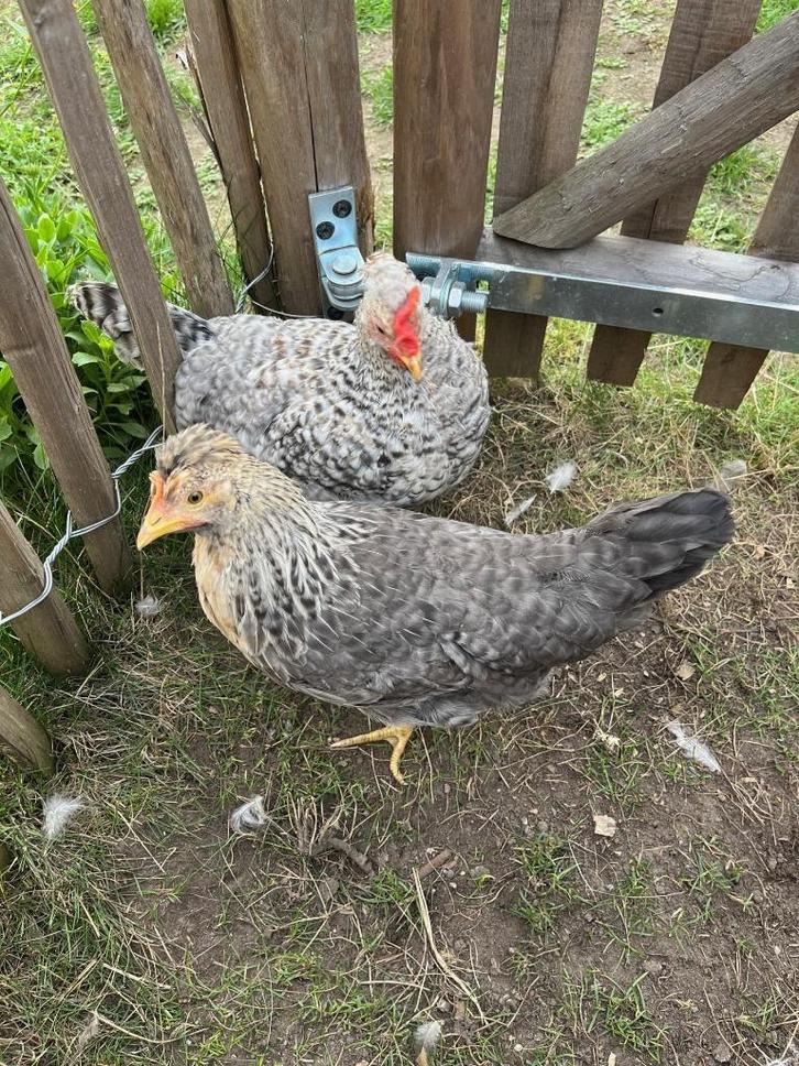 Koppel Cream Legbar, Dieren en Toebehoren, Pluimvee, Kip, Meerdere dieren