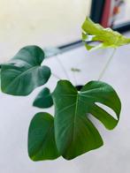 Gatenplant Monstera Deliciosa in zwarte Elho pot, Huis en Inrichting, Kamerplanten, Ophalen, Overige soorten, In pot, Minder dan 100 cm