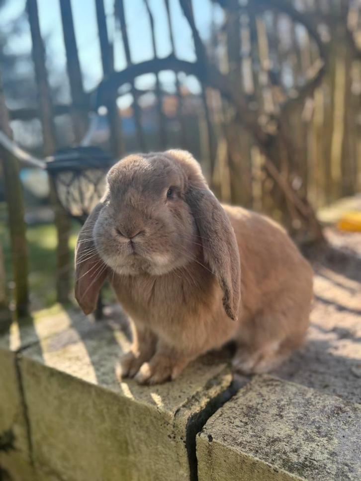 Franse hangoor, Dieren en Toebehoren, Konijnen