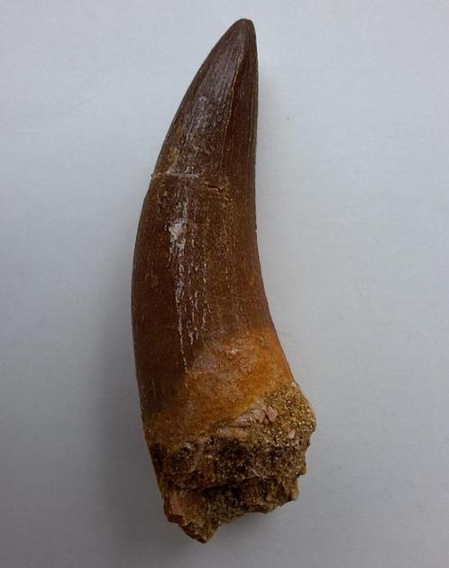 Plesiosaurus tand - 4,8 cm, Verzamelen, Mineralen en Fossielen, Fossiel, Ophalen of Verzenden