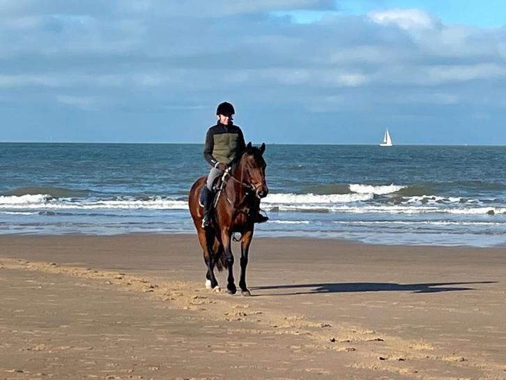 13-jarige merrie, Dieren en Toebehoren, Paarden, Merrie, 160 tot 165 cm, 11 jaar of ouder, Recreatiepaard, Met stamboom, Gechipt