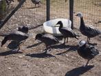 blauwe sneeuw ganzen, Dieren en Toebehoren, Pluimvee, Gans of Zwaan