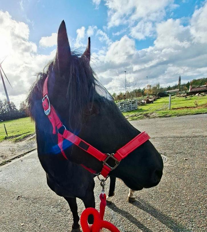 Prachtige zwarte pony, Dieren en Toebehoren, Pony's, Hengst, Onbeleerd, D pony (1.37m tot 1.48m), Springpony, 7 tot 10 jaar, Gechipt