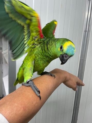 perroquet - amazone front bleu - EAM - HT blauwvoorhoofd beschikbaar voor biedingen