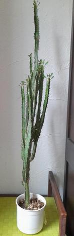 Cactus fin avec ramifications de 1m avec le pot de 12 cm, Cactus, Enlèvement ou Envoi