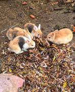 Dwergkonijntjes - gratis, Dieren en Toebehoren, Konijnen, Geslacht onbekend, Klein, 0 tot 2 jaar