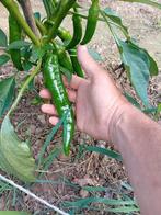 Peper ( niet pikant), Tuin en Terras, Planten | Tuinplanten, Volle zon, Groenteplanten, Eenjarig, Ophalen of Verzenden