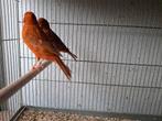 Mooi koppel rood-agaat  rood-isabel te koop, Dieren en Toebehoren, Meerdere dieren, Kleurkanarie
