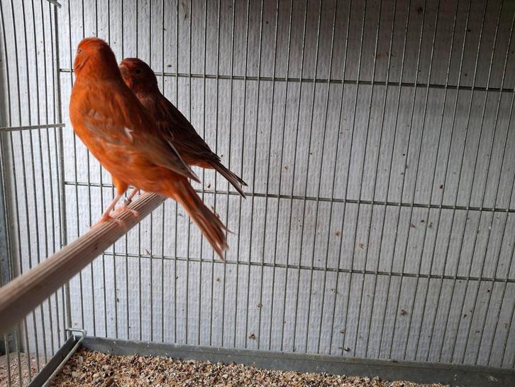Mooi koppel rood-agaat  rood-isabel te koop, Dieren en Toebehoren, Vogels | Kanaries, Kleurkanarie, Meerdere dieren
