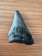 Otodus Megalodon haaientand (M1), Verzamelen, Ophalen of Verzenden, Fossiel