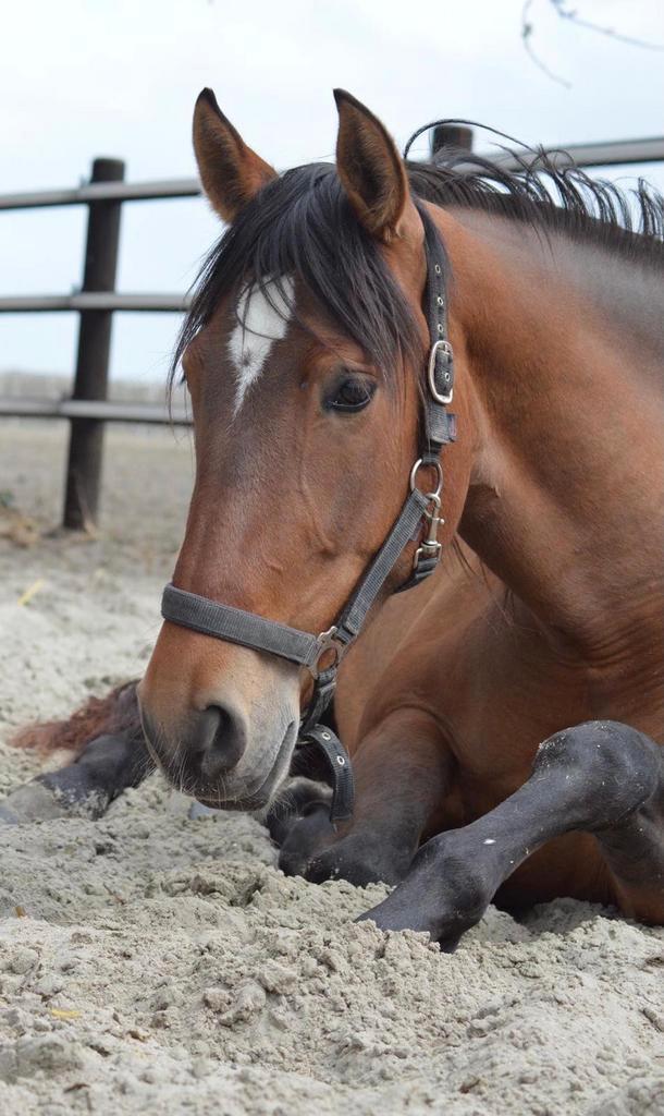7 jarige pre merrie te koop, Dieren en Toebehoren, Paarden, Merrie, B, 160 tot 165 cm, 7 tot 10 jaar, Recreatiepaard