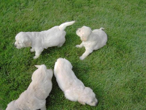 Golden Retriever pups, Dieren en Toebehoren, Honden | Retrievers, Spaniëls en Waterhonden, Meerdere dieren, Golden retriever, Fokker | Professioneel