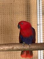 Koppel edelpapegaaien, Dieren en Toebehoren, Vogels | Parkieten en Papegaaien, Meerdere dieren, Papegaai, Geringd