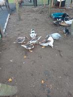 Barberie eenden te koop, Dieren en Toebehoren