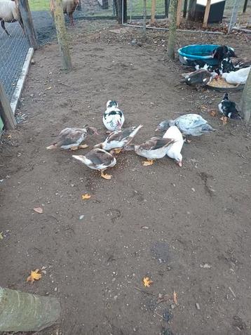 Barberie eenden te koop beschikbaar voor biedingen