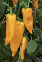 Lange gele zoete puntpaprika Palladio F1 oogst 2025, Ophalen of Verzenden, Voorjaar, Zaad