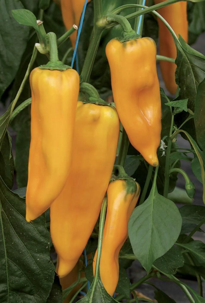 Poivron long jaune doux pointu Palladio F1 récolte 2025, Jardin & Terrasse, Bulbes & Semences, Graine, Printemps, Enlèvement ou Envoi