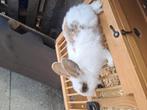 Jonge konijnen 2 vrouwtjes en 2 mannetjes, Dieren en Toebehoren, Konijnen