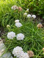 Volwassen planten armeria abbey white, Ophalen, Vaste plant, Siergrassen, Halfschaduw