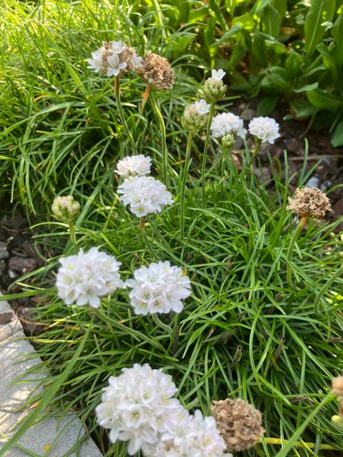 Volwassen planten armeria abbey white, Tuin en Terras, Planten | Tuinplanten, Vaste plant, Siergrassen, Halfschaduw, Zomer, Ophalen