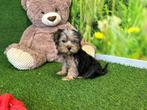 Yorkshire Terrier pups, CDV (hondenziekte), Meerdere, 8 tot 15 weken, Meerdere dieren