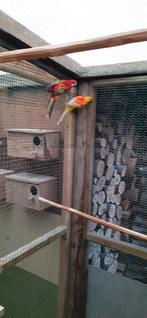 Parkieten, Dieren en Toebehoren, Vogels | Parkieten en Papegaaien