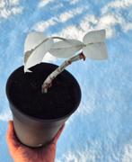 Monstera Albo Variegata | Full Moon, Huis en Inrichting, Kamerplanten, Ophalen, In pot